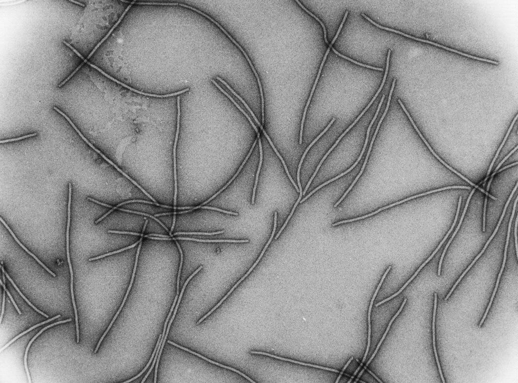 Представитель Семейства Potyviridae